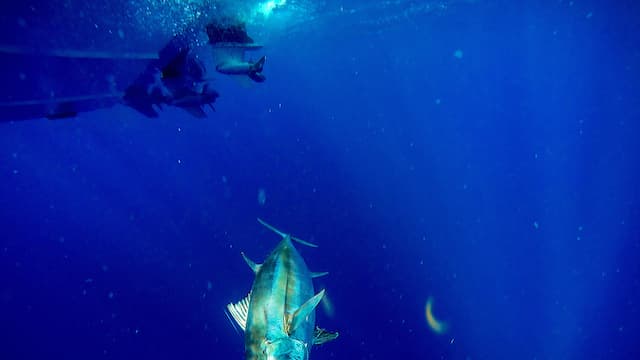 S11:E06 - The Tuna Magic Hour