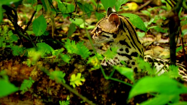 S01:E02 - Tracks in the Jungle