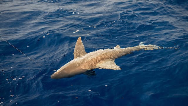 S11:E10 - Sandbar Sharks