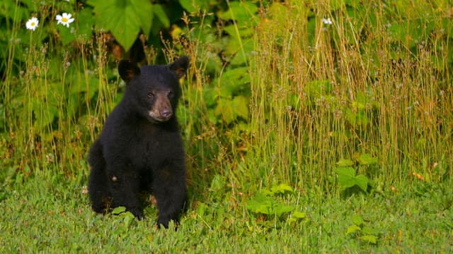 S01:E10 - Hungry Bears