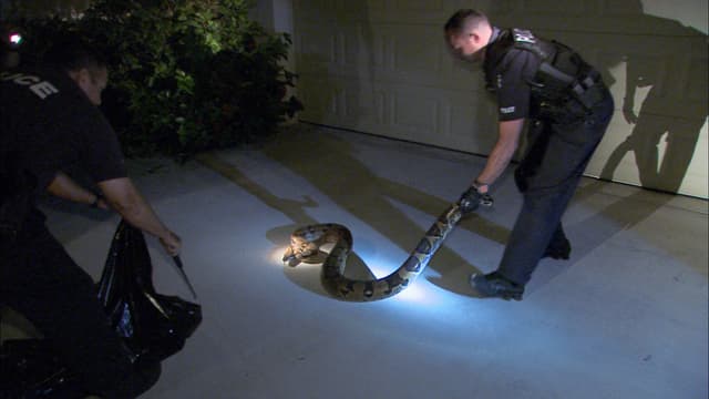 S01:E06 - Python Predicament