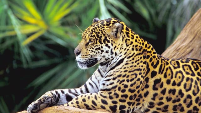 S01:E02 - The Amazon - the Great River Sea of Brazil