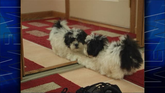 S01:E09 - Special: Pets