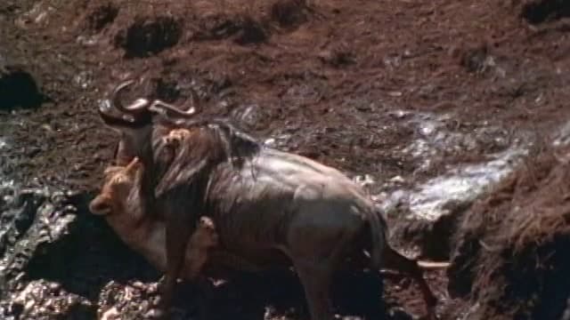 S01:E06 - Wildebeest: The Great Migration