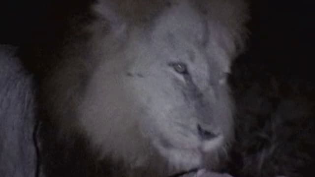 S01:E05 - The Hidden World Of Africa
