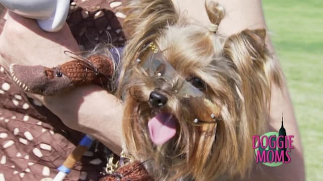 S01:E04 - The Fab Furry Life