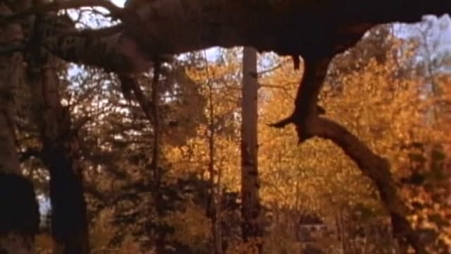 S01:E01 - Cougar: Ghost Of The Rockies