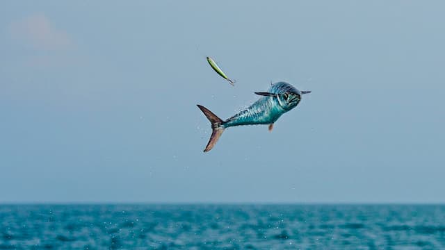 S11:E07 - Skyrocketing Kingfish