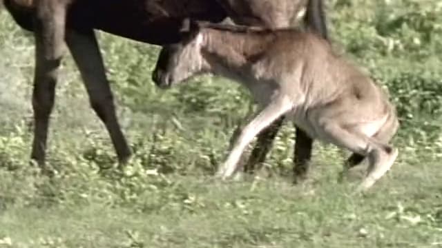 S01:E04 - Lions: Kings Of Africa
