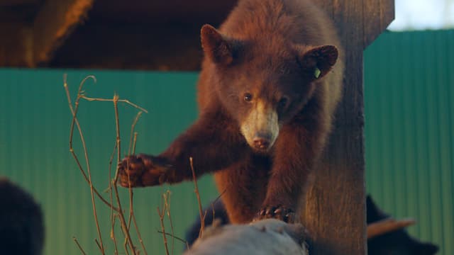 S01:E04 - Cub Trauma