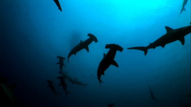 S01:E19 - Under the Sea