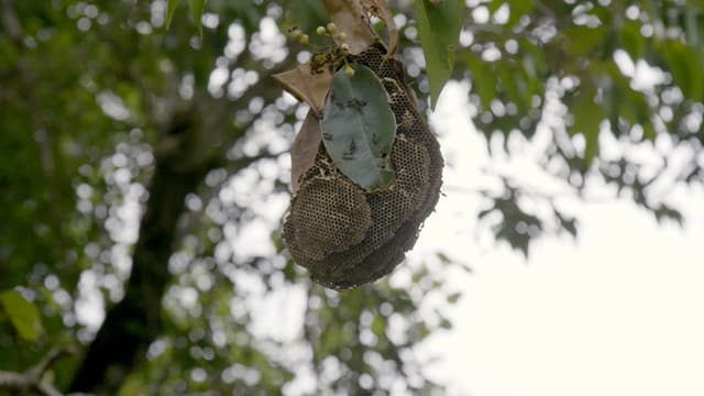 S01:E06 - Wet Tropics