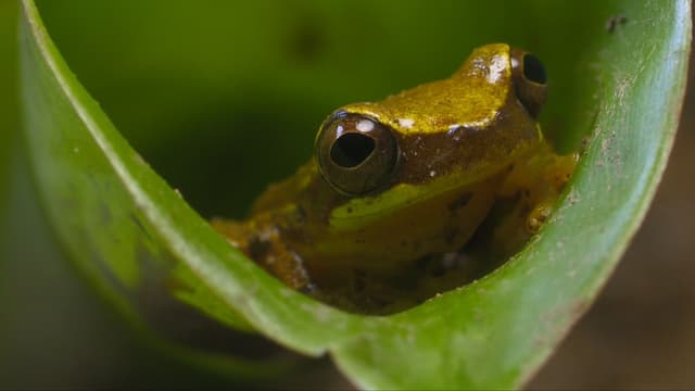 S01:E18 - Frog Kitchen