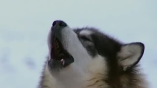 S01:E05 - Alaskan Malamutes