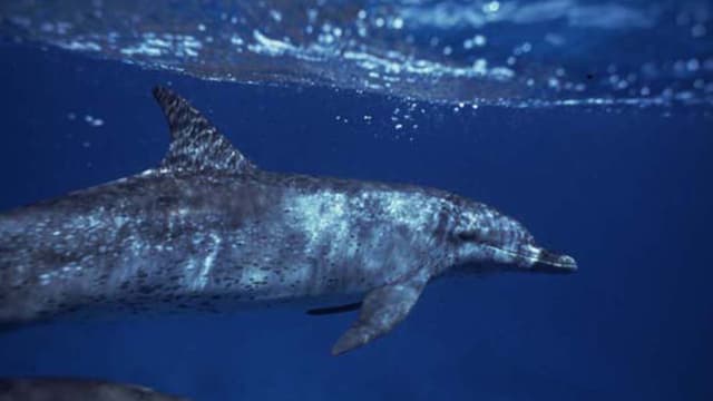 S01:E05 - The Dolphin Society