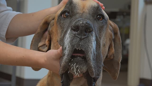 S01:E02 - When Dogs Bite