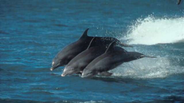 S01:E02 - Hunts of the Dolphin King
