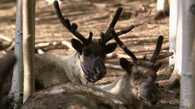 S01:E02 - Laundromat Surgery