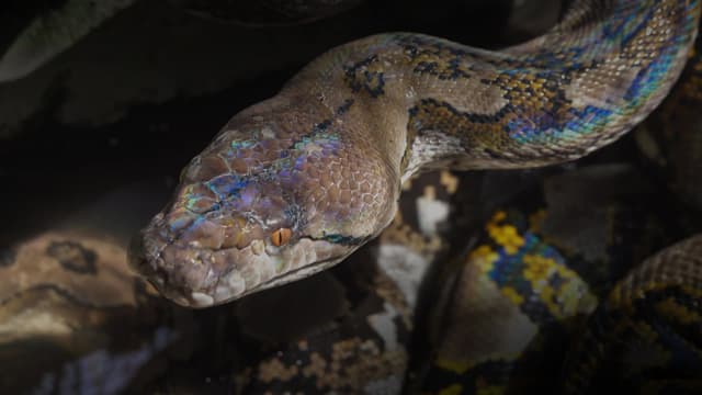 S03:E03 - The Night Serpent