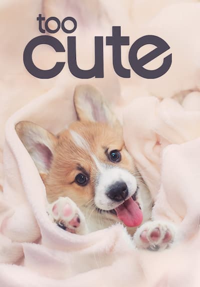 S01:E01 - Too Cute! Kittens