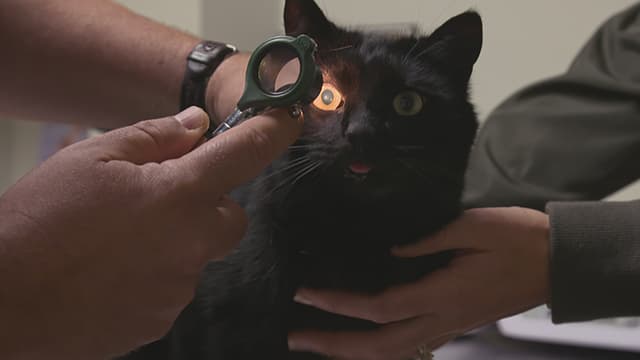 S01:E04 - Pet Detective