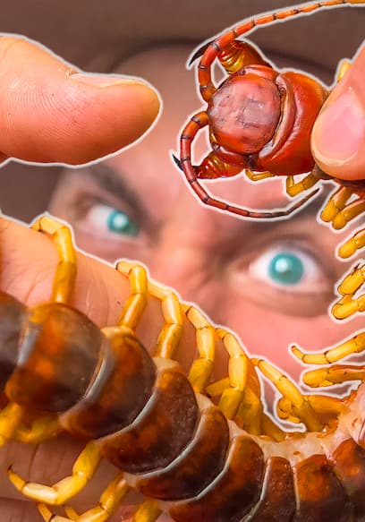 S01:E14 - Bitten by a Giant Asian Centipede! poster