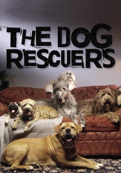 The Dog Rescuers
