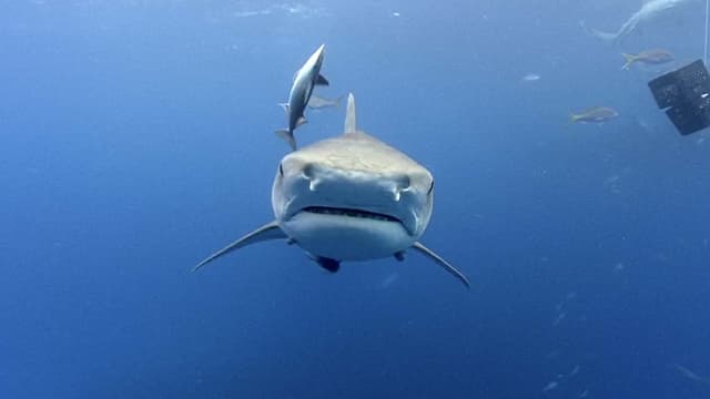 S01:E04 - Tiger Sharks + Night Diving With Sharks