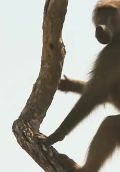 S01:E04 - Baboons poster