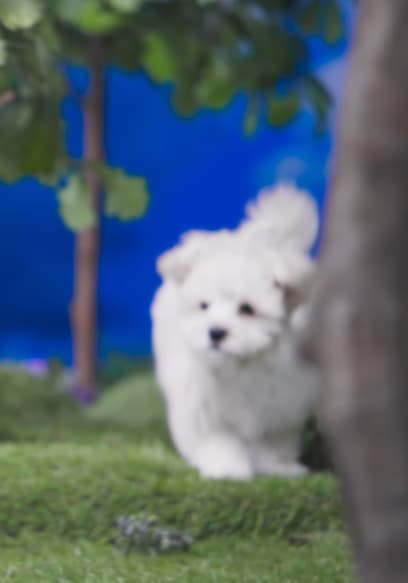 S01:E11 - Puppy Party / Pineapple’s Cat Nap / For Fern poster