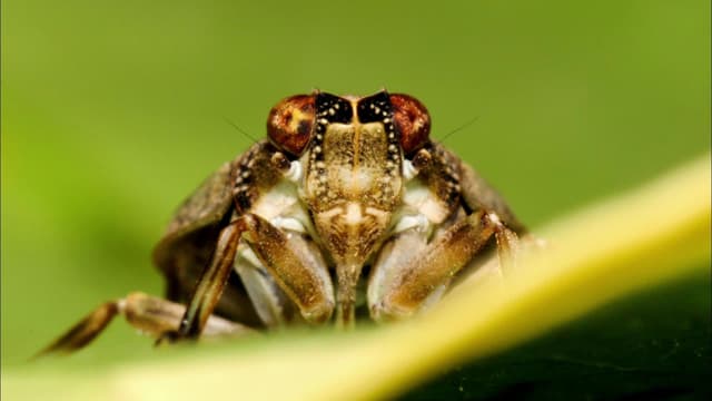 S07:E07 - Aliens and Insects