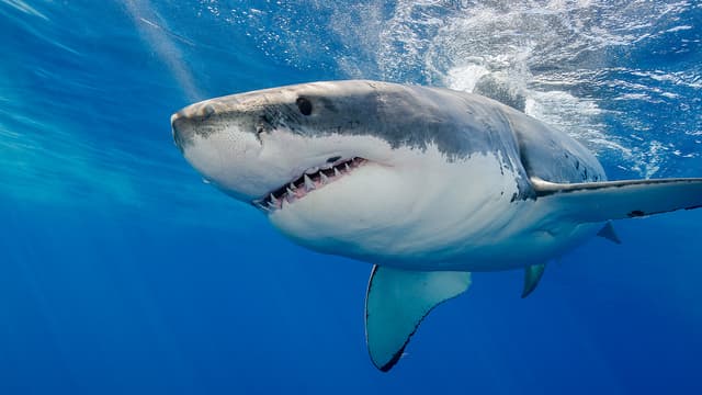 S01:E03 - Killer Teeth