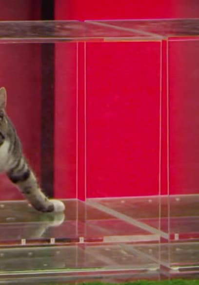 S01:E02 - 100cm Cat Dash poster