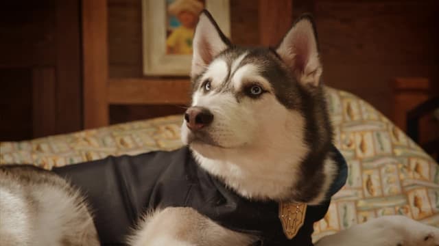 S02:E07 - The Stray's Last Day