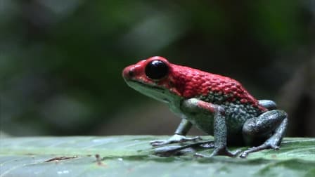 S01:E04 - Frogs Galore