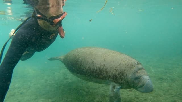 S01:E02 - Explore Devil's Den, Swim With Manatees in Florida