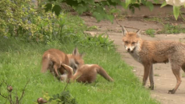 S01:E19 - Apollo Nine Lives