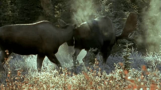 S01:E01 - Animales americanos (Pt. 1)