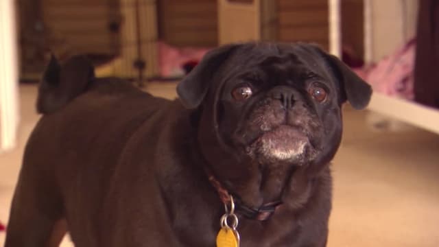 S02:É08 - S02:E08 - Wild Things 