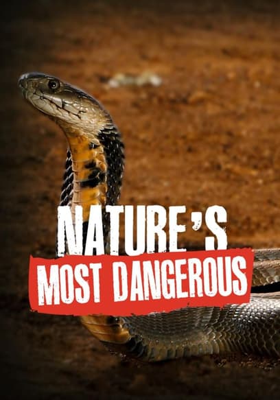 Nature's Most Dangerous