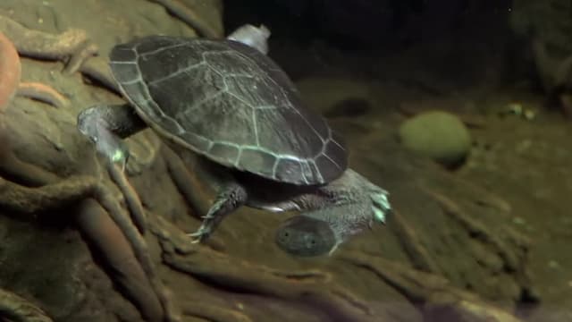 S04:E02 - The Great Turtle Comeback