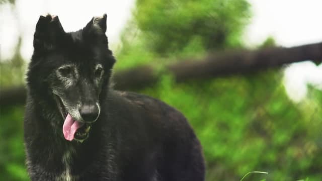 S01:E04 - Florida Black Panther