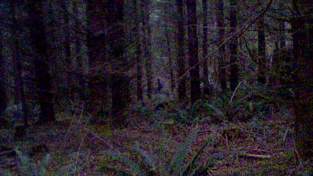 S01:E08 - Researchers Take Crazy Photos of Bigfoot