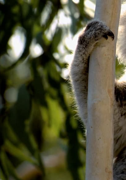 S01:E01 - Koala poster