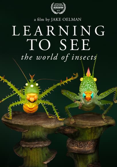 Learning to See: The World of Insects