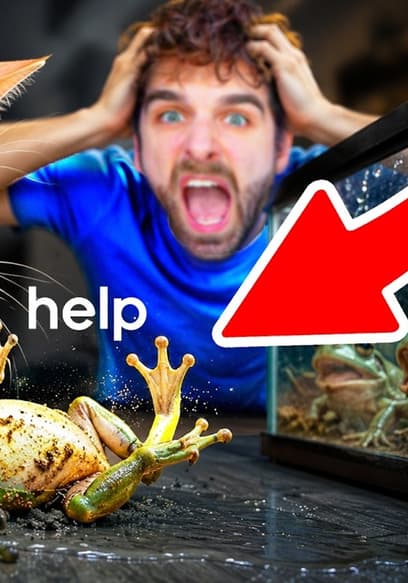 S03:E14 - Cats Meet Exotic Frogs poster
