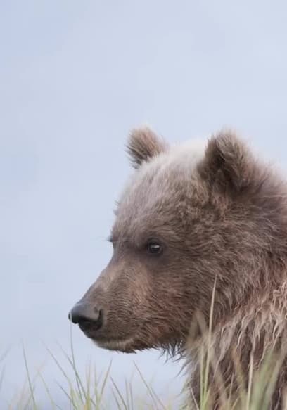 S01:E02 - Fish Like a Bear poster