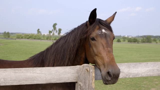 S01:E13 - Horse Farms (Ont)