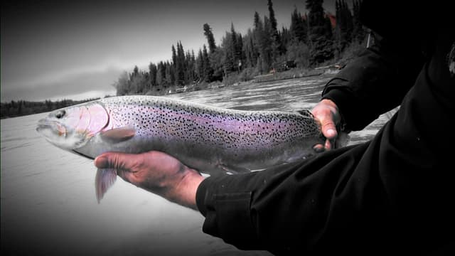 S02:E03 - PEI Bluefin (Pt. 1) & Alaskan King Salmon