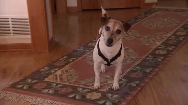 S04:E04 - Cat Worshipper